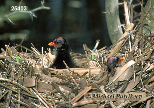 Common Gallinule (Gallinula galeata)